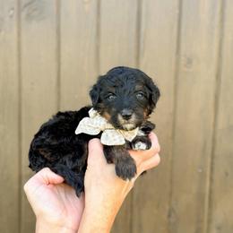 Patty - Phantom female Bernedoodle puppy in Bellville, Ohio from Bernedoodle Buddies