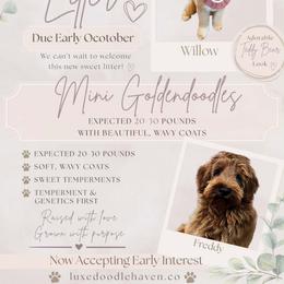 Goldendoodle puppies from Luxe Doodle Haven