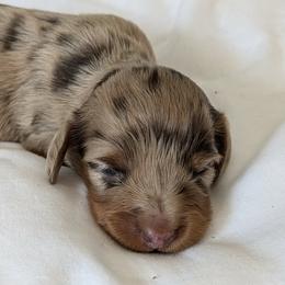 Lemon - Dapple female Dachshund puppy in Sonora, Kentucky from Maple Hill Miniature Dachshunds