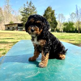Larson - Black and tan female Cockapoo puppy in Marietta, South Carolina from River Falls Cockapoos