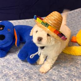 Max-Black Collar - White male Bichon Frise puppy in East Carondelet, (St Louis Metropolitan Area), Illinois from BichonSTL
