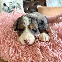 Samantha - female Aussiedoodle puppy in Rochester, Massachusetts from Harmony Hill Doodles