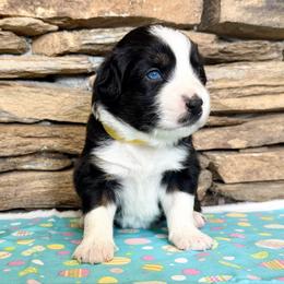 Electra - Black tri-color female Australian Shepherd puppy in Red Springs, North Carolina from Julia Rose Ranch