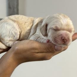 Red - Caramel male Australian Labradoodle puppy in Milton, North Carolina from Good Day Doodles