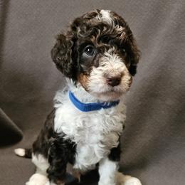 Blue - Snickers - Phantom male Poodle puppy in Spanish Fork, Utah from Mountain Vista Pups LLC