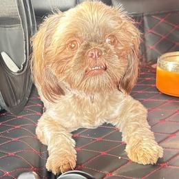 Princess - Shih Tzu