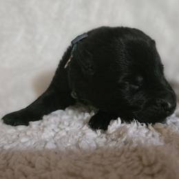 Green Boy - Black coat - Black male German Shepherd puppy in Elijay, Georgia from Mission K9