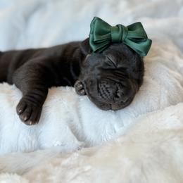 Elphaba - Black female Great Dane puppy in Westland, Michigan from Lazuli Great Danes