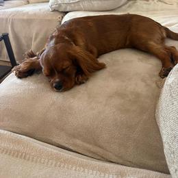 Cavalier King Charles Spaniel and Cavapoo Puppies from Ethan's Puppies