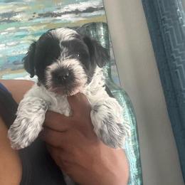 Female 2 - Parti female Miniature Schnauzer puppy in Pearland, Texas from K & S Schnauzers