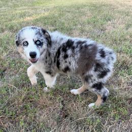 Francesca (BMF1) - Blue merle female Australian Shepherd puppy in Hubbard, Texas from Poston Paddock Aussies LLC