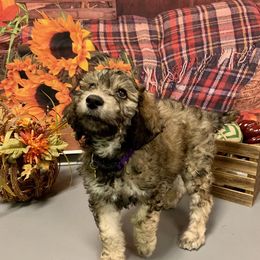 Poodle Puppies from PaintersPreciousPoodles