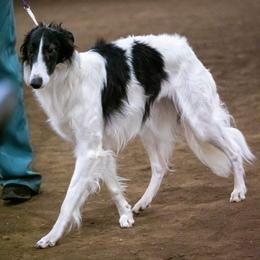 Irish Wolfhounds from S