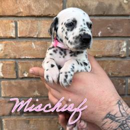 Mischief - LUA - White and black female Dalmatian puppy in Mount Vernon, Missouri from Spots & Spirals