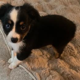 Dottie - Black tri female Toy Australian Shepherd puppy in Westville, Florida from Royal Spur Aussies