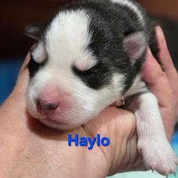 Haylo - Black and white male Pomsky puppy in Coatesville, Pennsylvania from Peaceful Pomskys