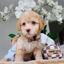 CODY - Champagne male Maltipoo puppy in Sugar Land, Texas from Celebrity Maltipoos