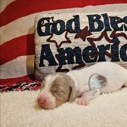 Isabella pie male - Fawn (isabella) and tan male Dachshund puppy in Herald, California from Bluegum Dachshunds