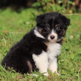 BTF3 - Black tri-color female Australian Shepherd puppy in Chehalis, Washington from Wandering Acres Ranch