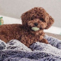 Cavapoo and Goldendoodle All Grown Up from Fitzdoodles