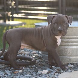 Tan - Black male American Bully puppy in Union County, North Carolina from XLRG BULLIES
