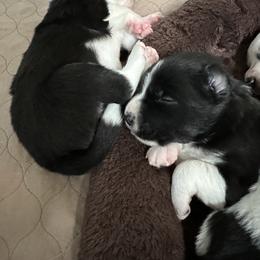 Border Collie Puppies from Roaring River Border Collies