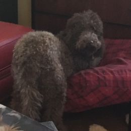 Reaux - Labradoodle