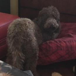 Reaux - Labradoodle