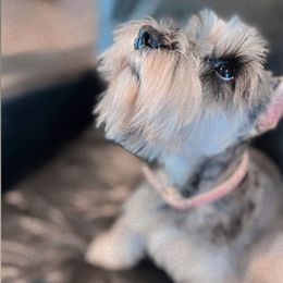 Luna - Miniature Schnauzer