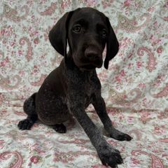 Girl 2 - Liver and white female Deutsch-Drahthaar puppy in Galax, Virginia from Dells  Dachshund’s