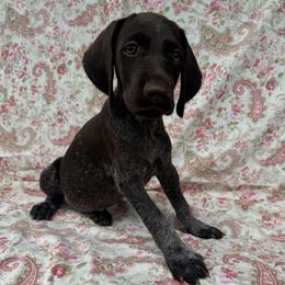 Girl 2 - Liver and white female Deutsch-Drahthaar puppy in Galax, Virginia from Dells  Dachshund’s