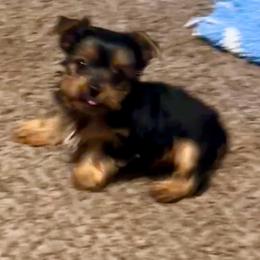 Pippy - Blue and gold male Yorkshire Terrier puppy in Hot Springs, Arkansas from Weslynn Kennels