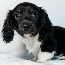 T-Rex - Black and cream male Dachshund puppy in Winamac, Indiana from WZ Kennels