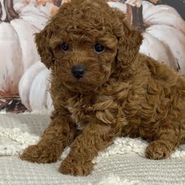 Turbo - Red  male Poodle puppy in Lagrange, Indiana from Heavn Sent Acres