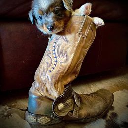 Australian Cattle Dog, Australian Shepherd, Companion Cross, and Miniature Australian Shepherd Puppies from MK Aussies