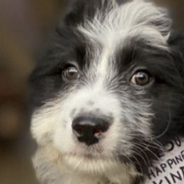 Aussiedoodles from American Doodles