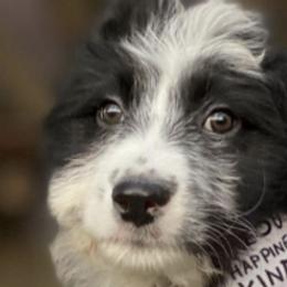 Aussiedoodles from American Doodles