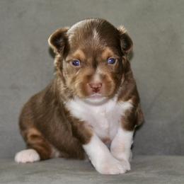 ELLE - Red tri-color female Miniature American Shepherd puppy in Bixby, Oklahoma from Roeboat Aussies