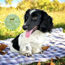 Jacks - Dachshund