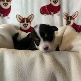 Ava Gardner - Black and tan female Pembroke Welsh Corgi puppy in Louisburg, North Carolina from Lucky Penny Corgis