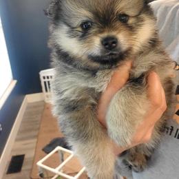 Truvy - Cream sable female Pomeranian puppy in Saint Charles, Missouri from Bisous Pomeranians & Heartland Sh