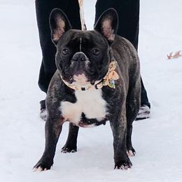 Cricket - French Bulldog