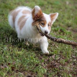 American Corgi and Pembroke Welsh Corgi Puppies from High Cotton Corgis