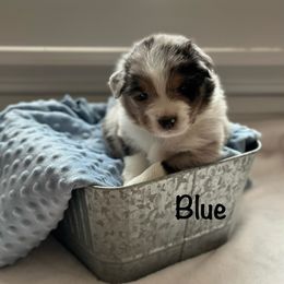 Australian Shepherd Puppies from Julia Rose Ranch