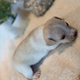 Raven - Cream female Chihuahua puppy in Seneca, Missouri from Stephanie’s Puppy Colony