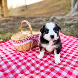 Australian Shepherd and Miniature American Shepherd Puppies from Alolan Angel Aussies