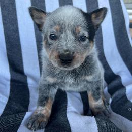 Boy 3 - Blue male Australian Cattle Dog puppy in Irvington, Kentucky from Dry Valley’s Australian Cattle Dogs