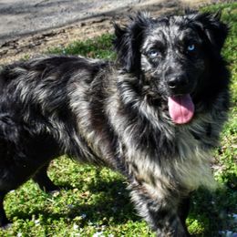 Risky - Australian Shepherd