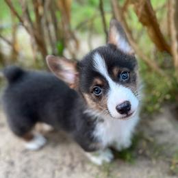Iggy- natural bobtail - Blue male Pembroke Welsh Corgi puppy in Hope, Arkansas from Foxy Knoll Farm