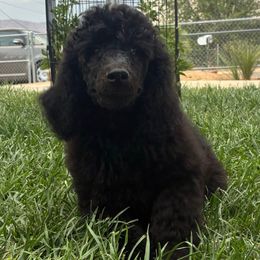 Brown collar - Black male Poodle puppy in Hesperia, California from Whitesock Standard Poodles